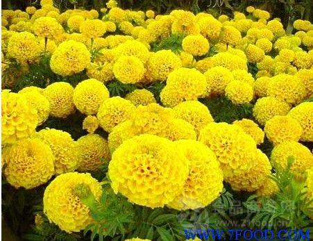葉黃素10萬(wàn)壽菊提取物源頭工廠 優(yōu)質(zhì)植物提取物的價(jià)格與市場(chǎng)價(jià)值解析