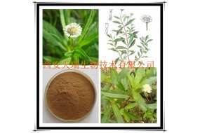 墨旱蓮浸膏 純天然中草藥提取物的價(jià)值與應(yīng)用